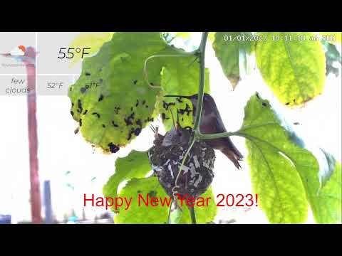 Hummingbird Nestlings Holly and Berry's 2023 New Year Eve Counting Down in Raining Storm