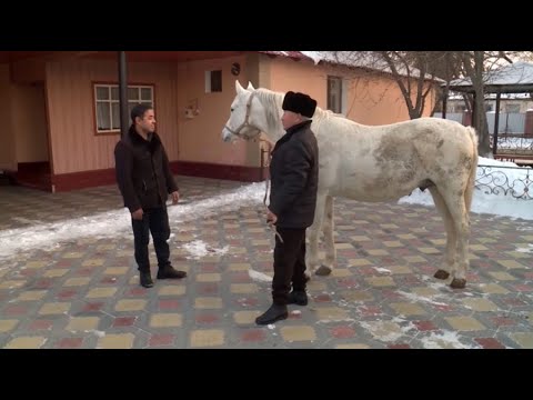 Человек труда: породу лошадей улучшает житель Жетысу