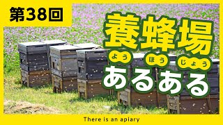 【第38回】養蜂場あるある