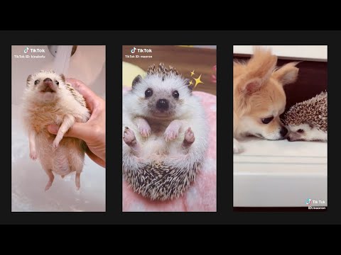 【TikTok】かわいいハリネズミ動画集 - Hedgehog