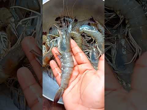 புலி இரால் 😂😂 இன்னைக்கு நம்ம வீட்ல சமைக்க புலி இரால் வாங்கியாச்சு,Tiger prawn, #ஷார்ட்ஸ், #shorts,