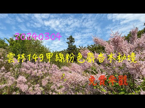 萬ㄟeye台灣20240304雲林149甲線山坡麝香木秘境   4K