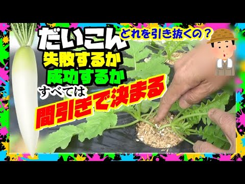 【だいこん栽培】大根の味やサイズはコレで決まる!!失敗しない間引きの考え方