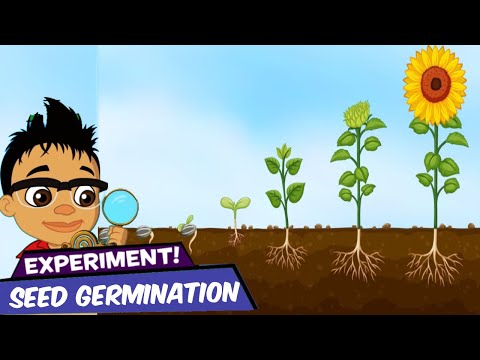 How To Grow Plant From Seed At Home | DIY Videos | Simple Experiment #diyscience