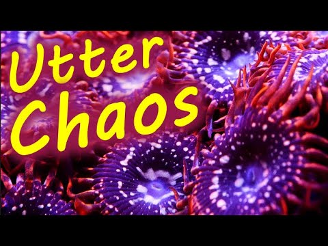 Utter Chaos Zoas Coral Spotlight