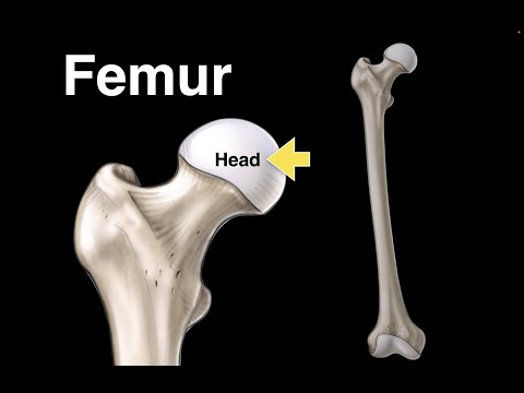 Femur