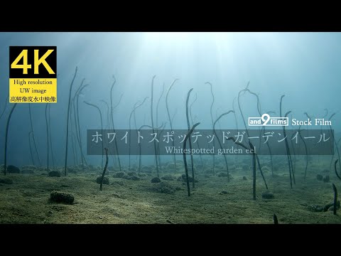 【4K 水中映像】ホワイトスポッテッドガーデンイール / Whitespotted garden eel / Gorgasia maculata