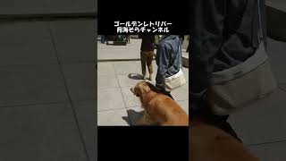 [Mt. Nokogiri hiking] Viking weather in good weather.　Ｇolden Retriever♯Shorts