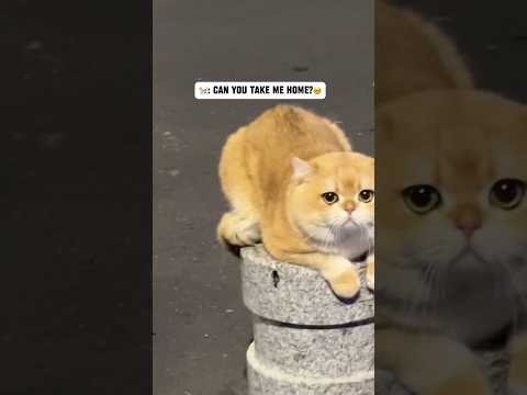 🐈: Can you take me home🥺#cat #meowed #cute #meowsome #meowmoew #funny #meows #pets #kitten #meows