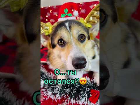 СМЕШНЫЕ ЖИВОТНЫЕ | ты будешь моим другом?