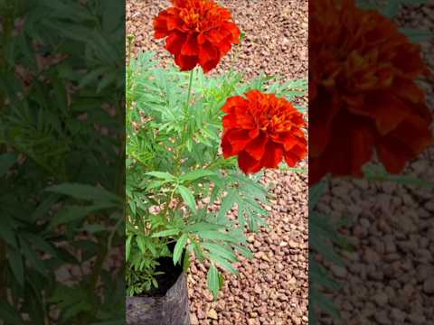 Red colour ചെണ്ടുമല്ലി വിത്തുകിട്ടിയാൽ# Kerala garden ideas #youtubeshorts #trendingshorts