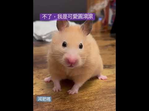 可愛倉鼠🐹黃金鼠，減肥？不了。因為我圓滾滾的可愛😍