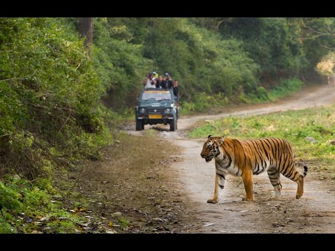 jab pahli baar tiger dekha ! jim corbett national park