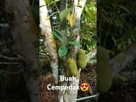 Buah Cempedak/buah temedak😍