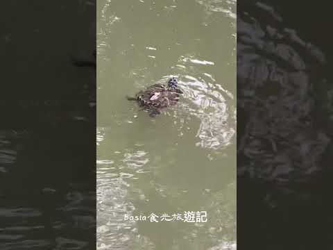 賞鴨or賞櫻｜看烏龜🐢滑水很療癒｜新竹公園｜麗池