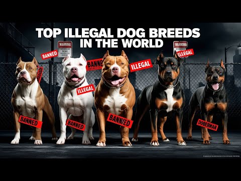 Top 10 Most Illegal Dog Breeds in the World