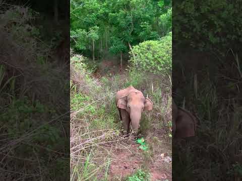 Elephant Caught Snacking By The Roadside