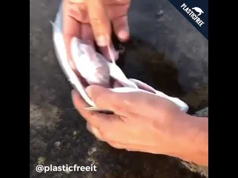 Plastica nello stomaco del pesce