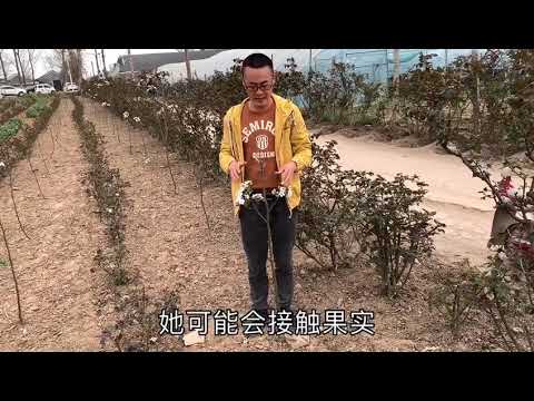 一棵小小的果树上面开了很多花，它能结果吗