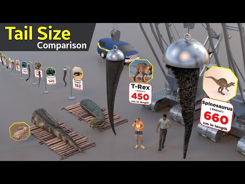 Tails Size Comparison in 3D  | animals tails | Monster | Fictional characters | Godzilla