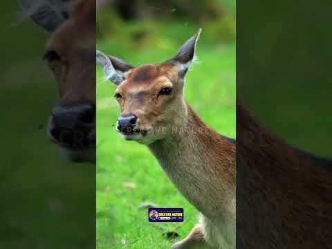 Beautiful Animal You've Never Seen | Creative Nature #shorts #nature #animals