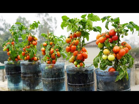 Growing Tomatoes In Plastic Bottles This Way You Will Get 10 Times The Yield