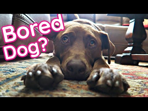 10 Ways to TIRE OUT Your HYPER Dog (AT HOME!)