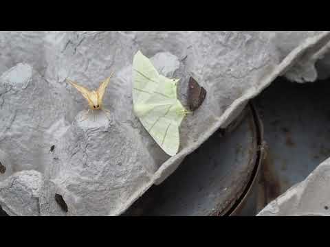 Moths to a Flame poem read by Matt Harvey for Art and Energy