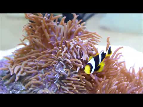 東非藍帶小丑幼魚Allardi's anemonefish juvenile  3k