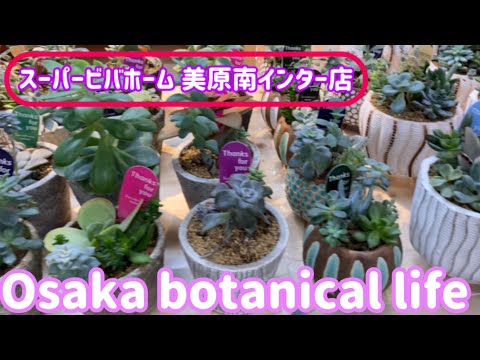 🍃Osaka botanical life🍃スーパービバホーム美原南インター店に行ってきました💕