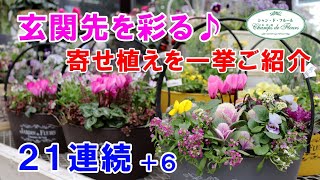 【寄せ植えシリーズ】パンジー・ストックを使ったお洒落な寄せ植え♪【ストック・ネメシア・ヒューケラ・アントワネットソワレ】