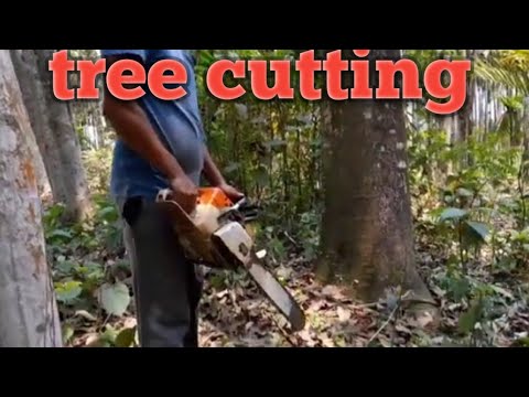 giant tree cutting # saw machine #