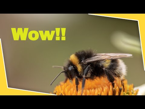 Some Really Cool Facts About Bumble Bees