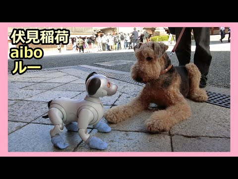 【32 アイボ 伏見稲荷でワンコに遭遇 Aibo goes to Fushimi Inari-taisya Shrine in Kyoto】ルー Lou 秋のお出かけ