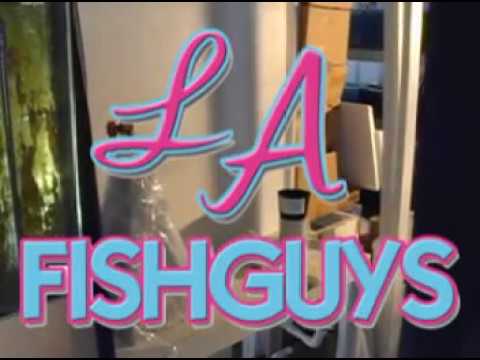 Decapsulate Brine Shrimp, LA Fishguys, Episode 72, Part 1