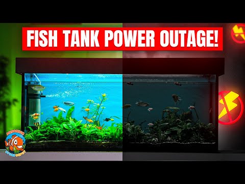 How to Handle a Fish Tank Power Outage ⚡ (Must Watch for Fish Owners!)