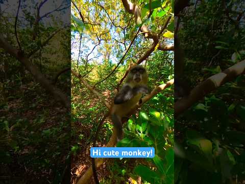 Hi Zanzibar Blue Monkey! (Sorry for disturbing) #zanzibar #monkey #jozani