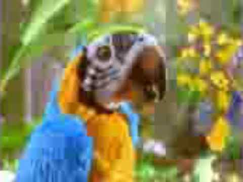 FurReal Friends Squawkers McCaw Commercial 2007