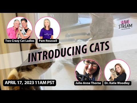 How To Properly Introduce Cats | Round Table Event | Two Crazy Cat Ladies