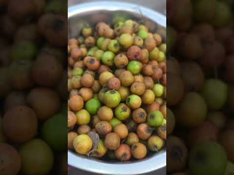 #uttarakarnataka #fruit #shorts #foryou #explore... #hiphop #music #rap #song #viralvideo #love#ll