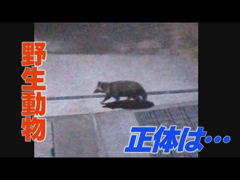 野犬のような鳴き声　夜中に撮影された野生動物の正体は…