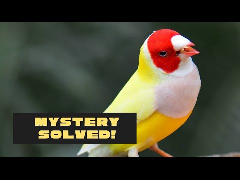 ‼️The mystery of my Gouldian pair is solved ! 🤦+ new chicks in the bird room! 💪🤞