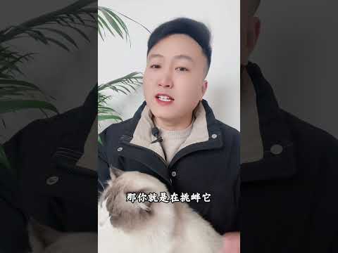 你摸猫爪子时，猫咪是怎么想的？ 养猫经验分享 科学养宠攻略 养猫人 新手养猫 来自猫咪的控诉