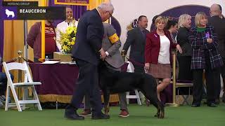 Beauceron | Breed Judging 2020