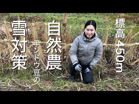 自然農のエンドウ豆支柱立て作業　Japan countryside vlog