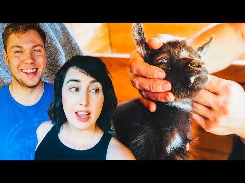 BABY GOAT born with FANGS?! (that was unexpected)