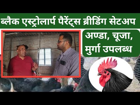 Black Australorp Chicks Available || ब्लैक एस्ट्रोलार्प मुर्गी पालन ब्रिडिंग सेटअप |