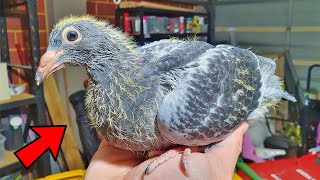 Hand Raising My Baby Pigeon