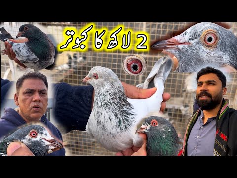 Khan Saab Ka Red Eyes Pigeons ☺