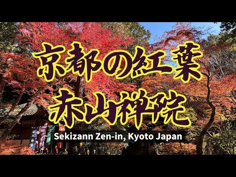 【🍁京都の紅葉🍁】左京区修学院・赤山禅院~Sekizan Zen-in temple, Kyoto Japan~　#kyoto #京都 #紅葉2024